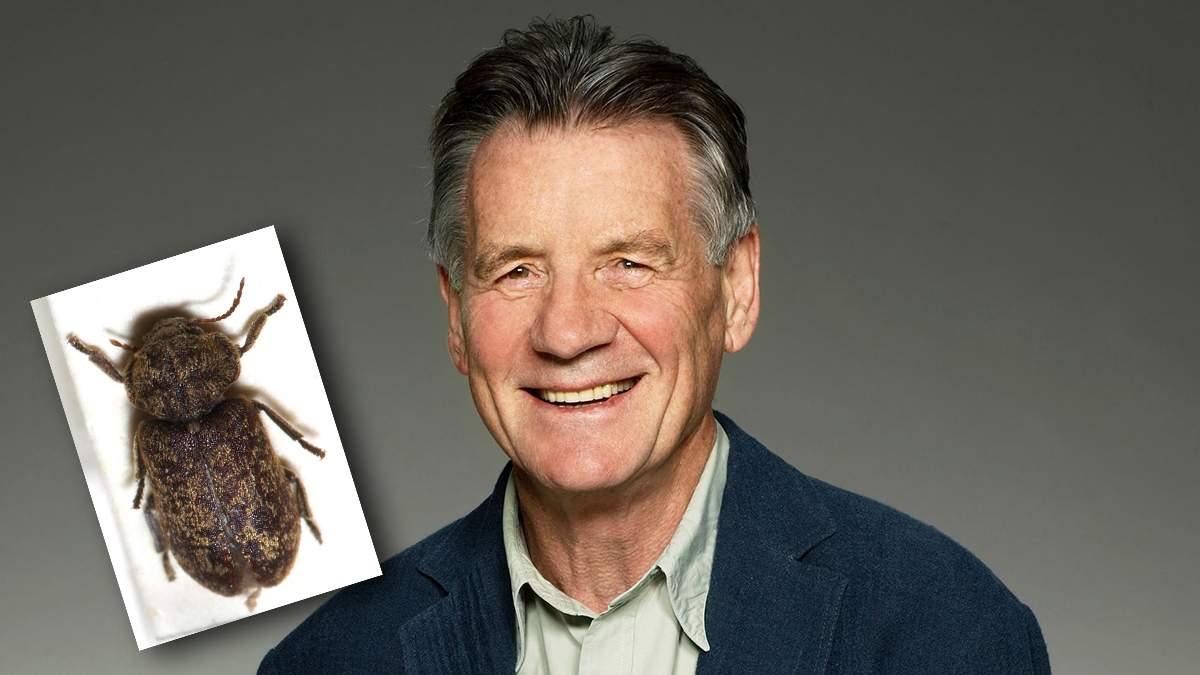 Michael Palin Death Watch Beetles Michael Palin Death Watch Beetles